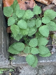 Ballota nigra