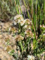 Lobostemon capitatus