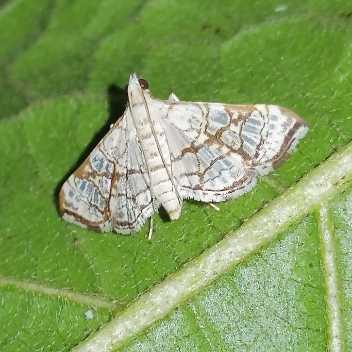 Glyphodes floridalis