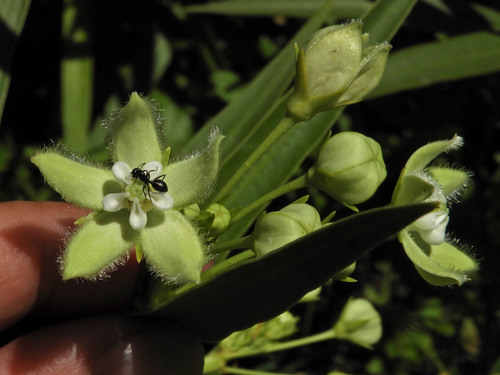 Kanahia laniflora image