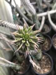 Fouquieriaceae