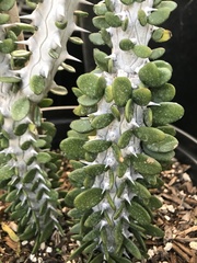 Fouquieriaceae