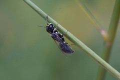 Passaloecus