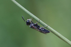 Passaloecus