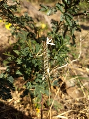Tetramerium