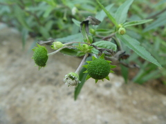 Eclipta prostrata