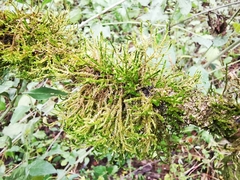 Forsstroemia producta