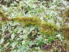 Forsstroemia producta