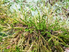 Forsstroemia producta