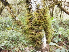 Forsstroemia producta