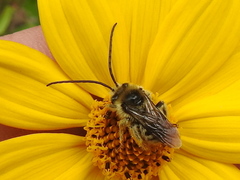 Melissodes confusus