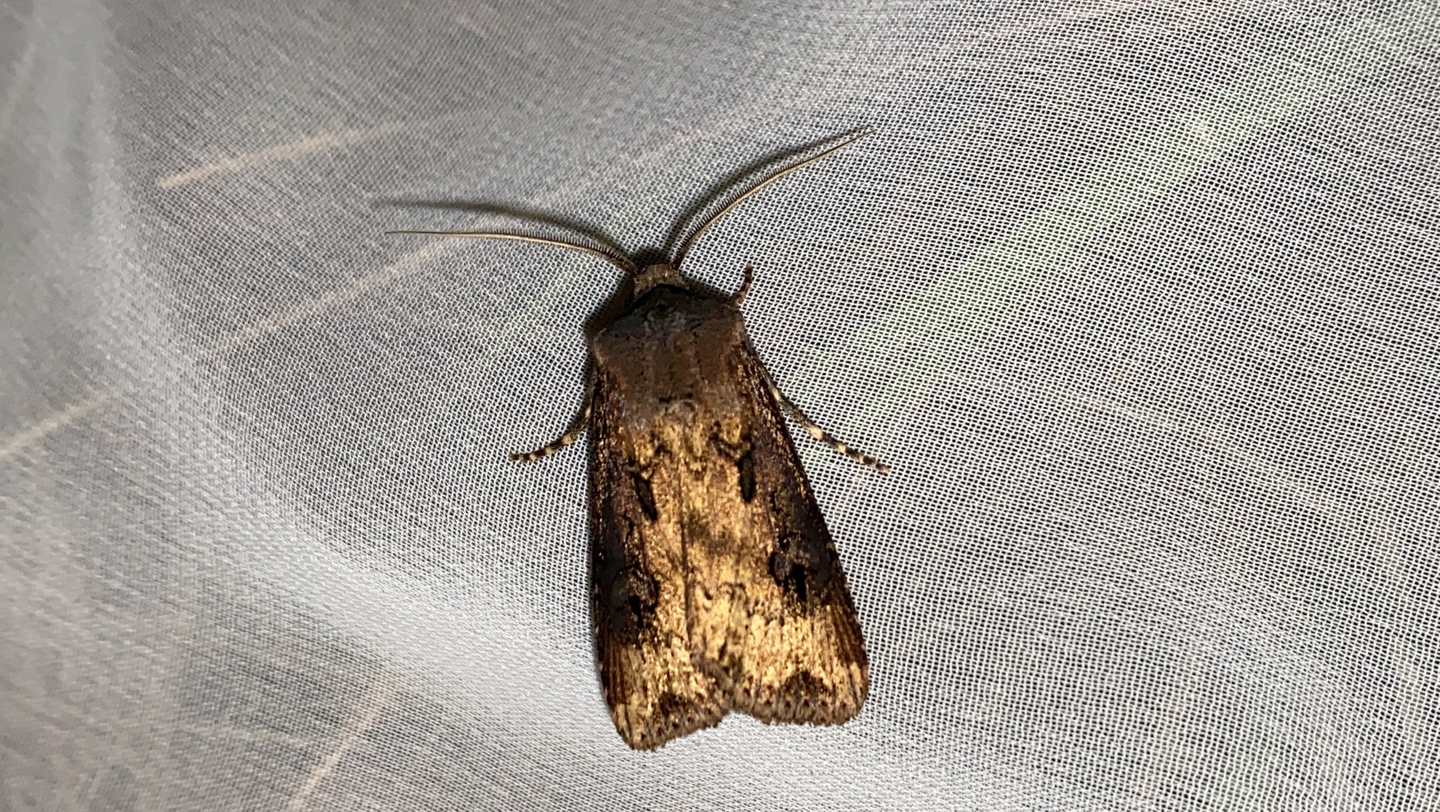 Agrotis tokionis Butler, 1881