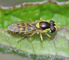 Sphaerophoria rueppellii