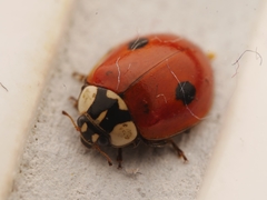 Adalia bipunctata