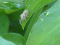 Salticidae