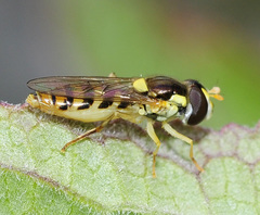 Sphaerophoria rueppellii