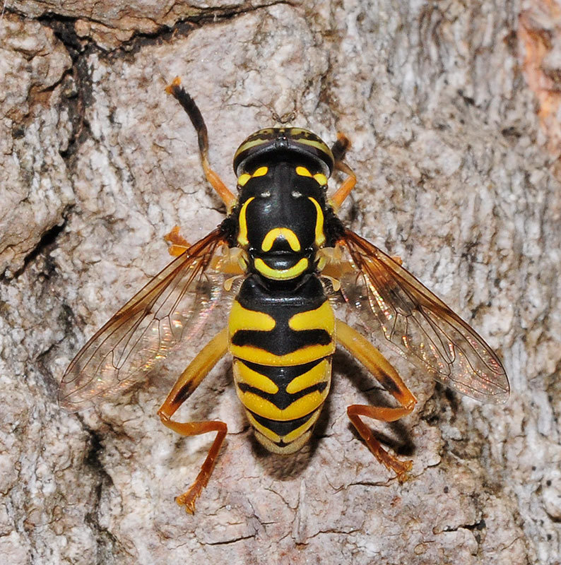 Spilomyia digitata
