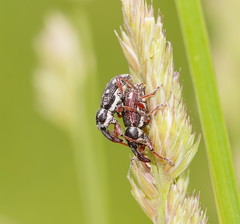Aoplocnemis rufipes
