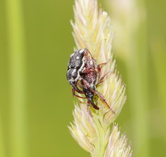 Aoplocnemis rufipes