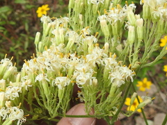 Psacalium decompositum