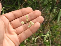 Pfaffia glomerata