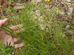 Psacalium decompositum