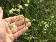 Pfaffia glomerata