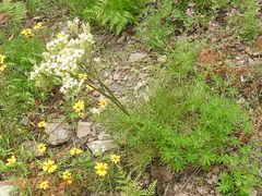 Psacalium decompositum