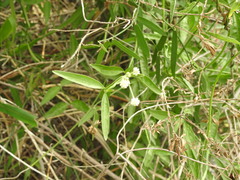 Pfaffia glomerata