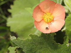 Callianthe pauciflora