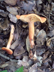Lactarius atlanticus