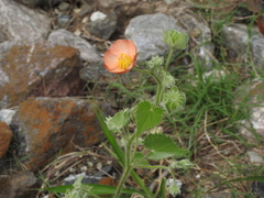 Callianthe pauciflora