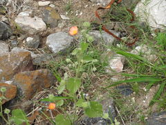 Callianthe pauciflora