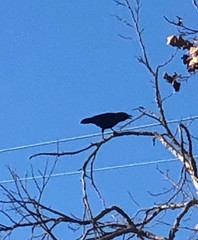 Corvus brachyrhynchos