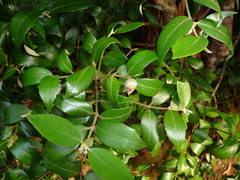 Atherosperma moschatum moschatum