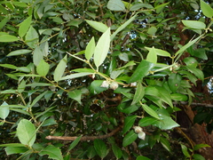 Atherosperma moschatum moschatum