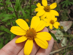 Heliopsis parvifolia
