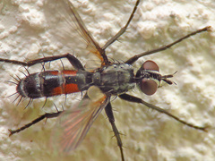 Cylindromyia pusilla