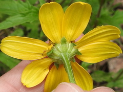 Heliopsis parvifolia