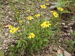 Heliopsis parvifolia
