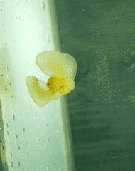 Gastropteron pacificum