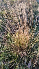 Festuca beckeri