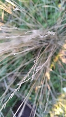 Festuca beckeri