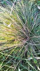 Festuca beckeri