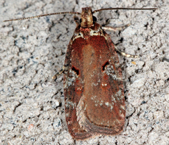 Agonopterix lythrella