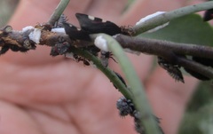 Enchenopa quadricolor