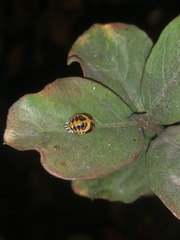 Harmonia axyridis