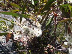 Eucalyptus coccifera