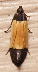 Anacampsis coverdalella