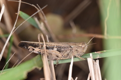 Aiolopus strepens